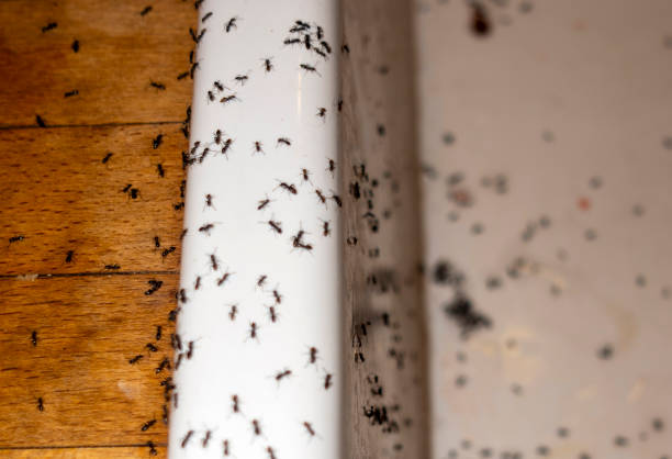 Best Best Pest Control Companies  in Breinigsville, PA