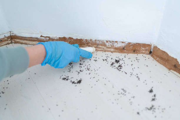 Best Termite Control Services  in Breinigsville, PA